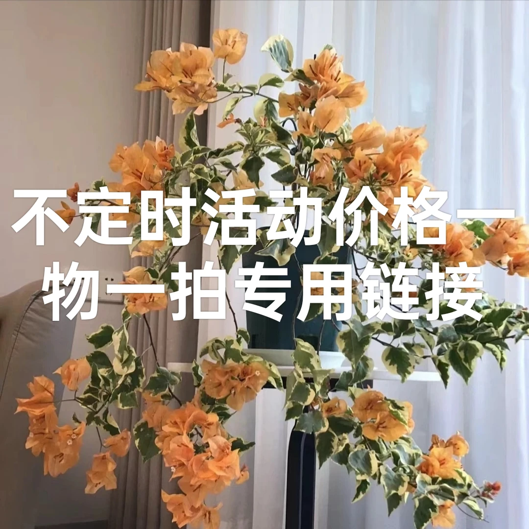 一物一拍三角梅活动专属价格