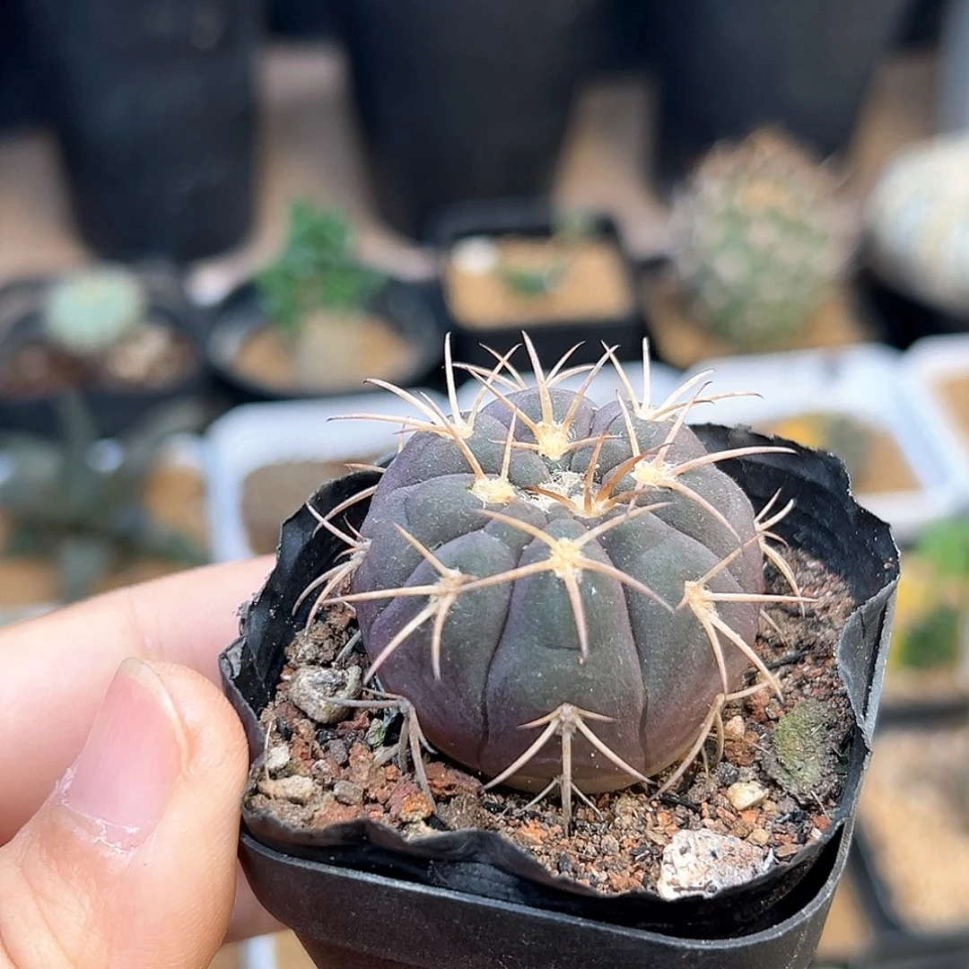 紫天平实生3.5cm一颗