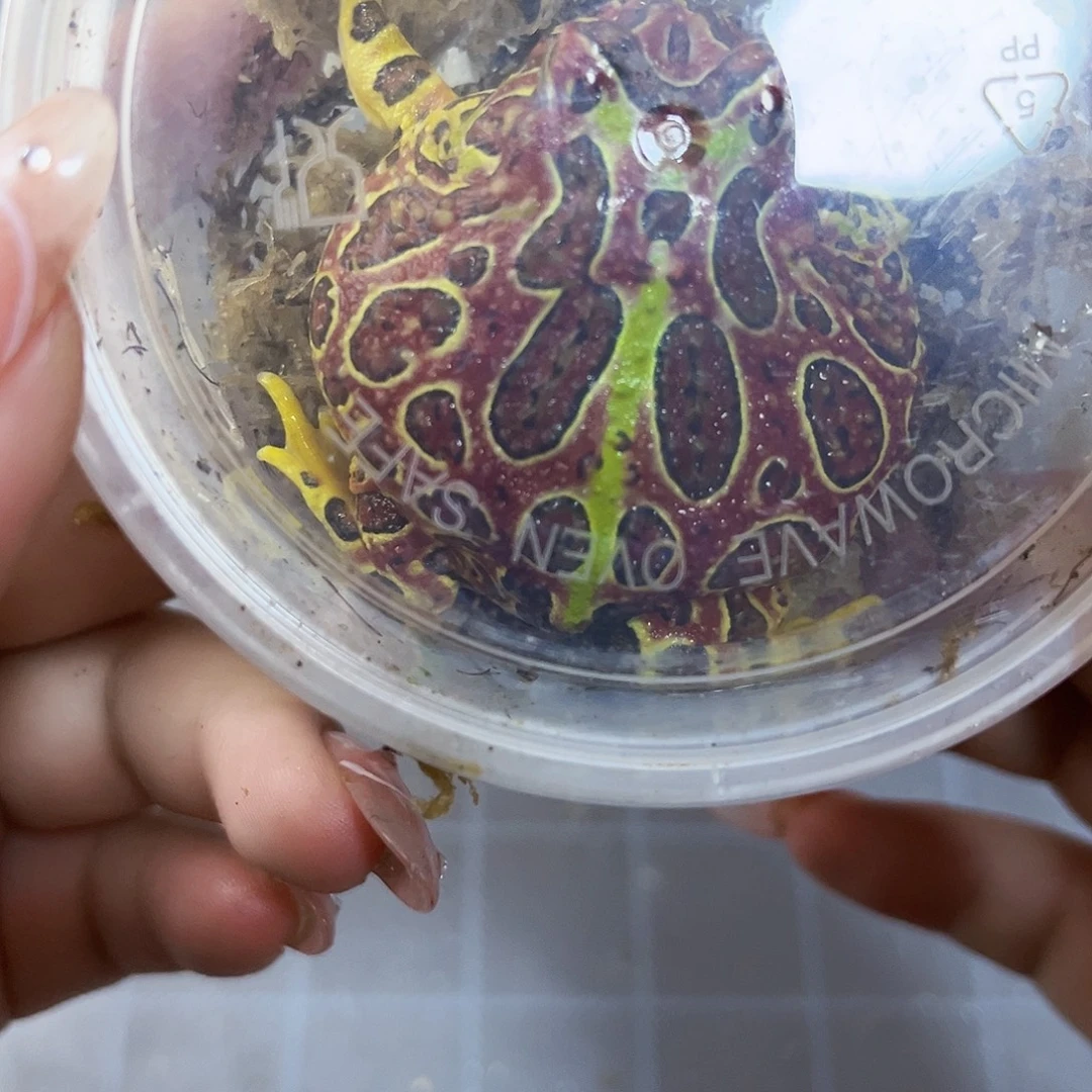 角蛙台红钟专拍链接一只包邮