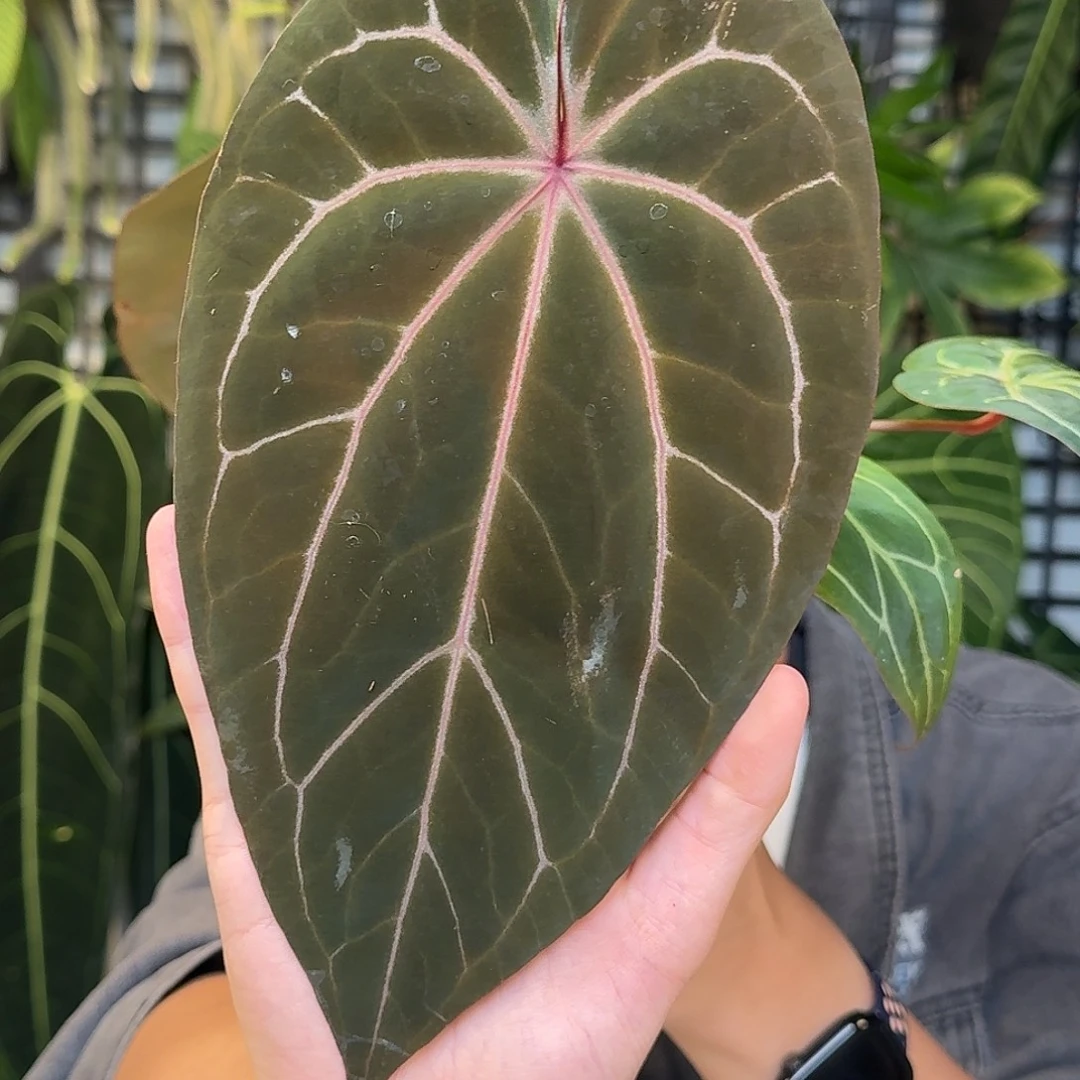 完全开放紫水晶杂Ｄ122