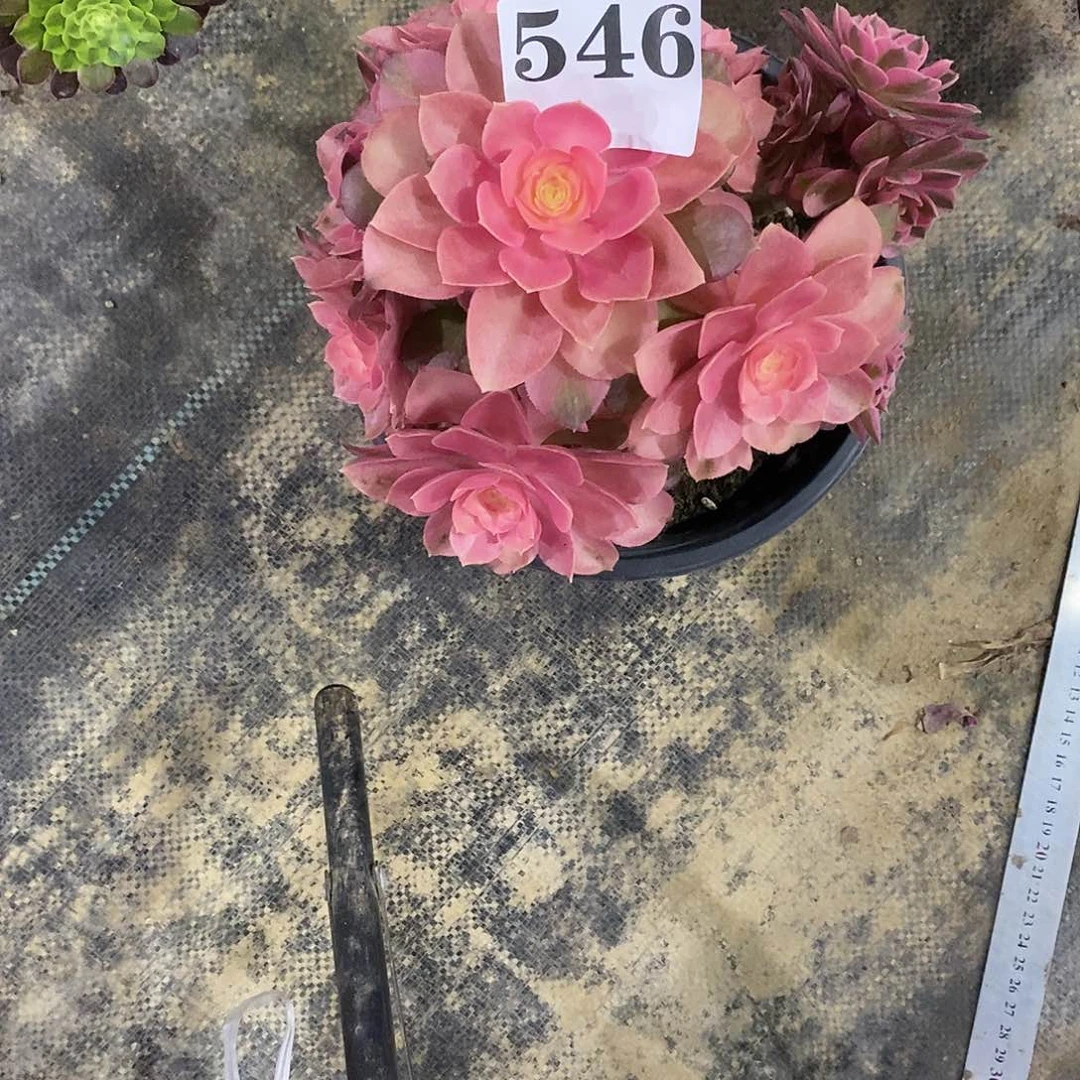张*元香妃546多肉法师植物