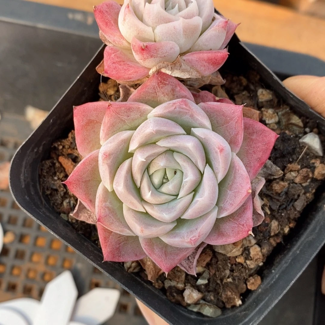 精品多肉一物一拍166