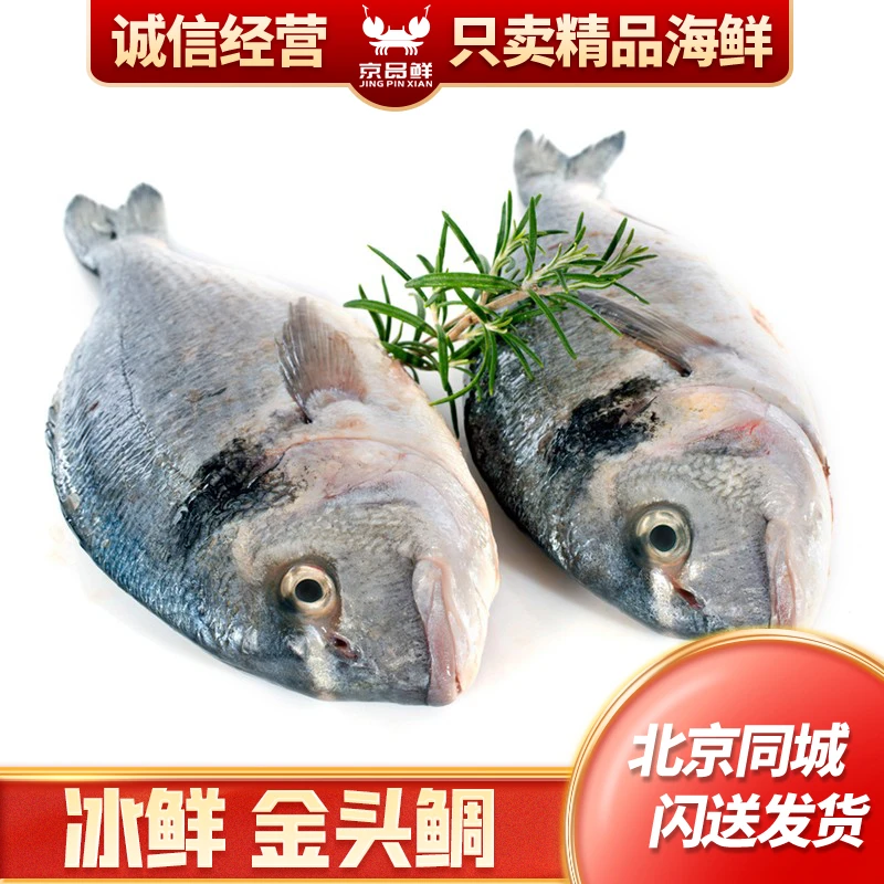 1.3-1.5斤 北京闪送 鲜活 金头鲷 新鲜海鲜水产 生鱼片 海南