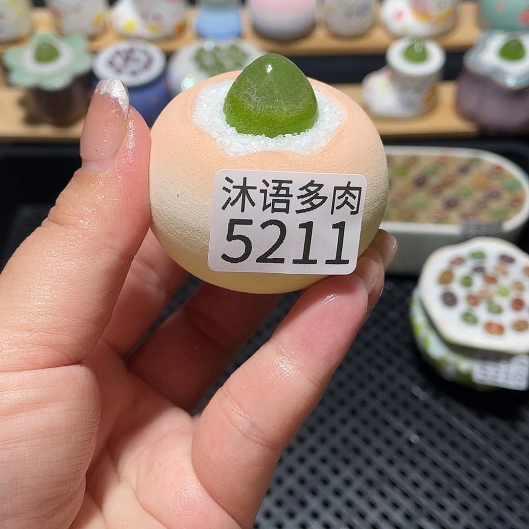 带盆土植物 一物一拍5211