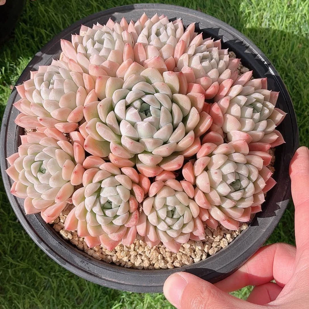 韩版奶油美人多肉