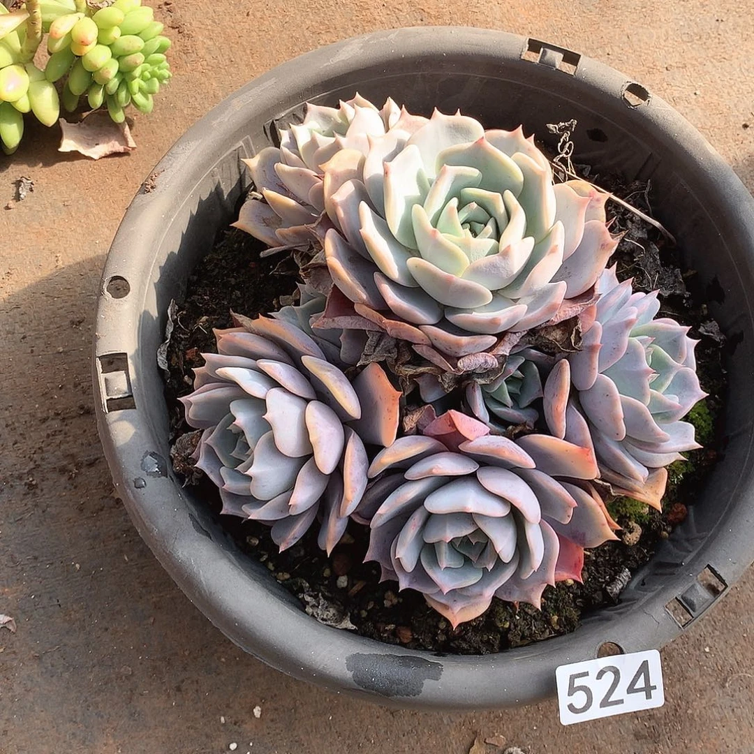 524露西那 一物一拍多肉