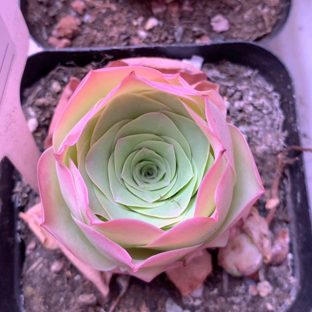 一物一拍夕颜081