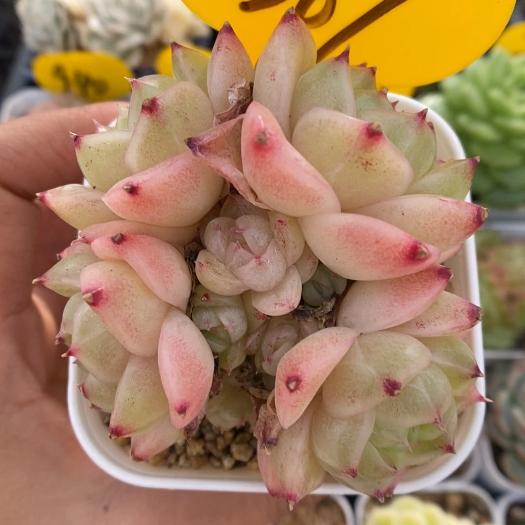 蜜蜡麦秆群生269号。
