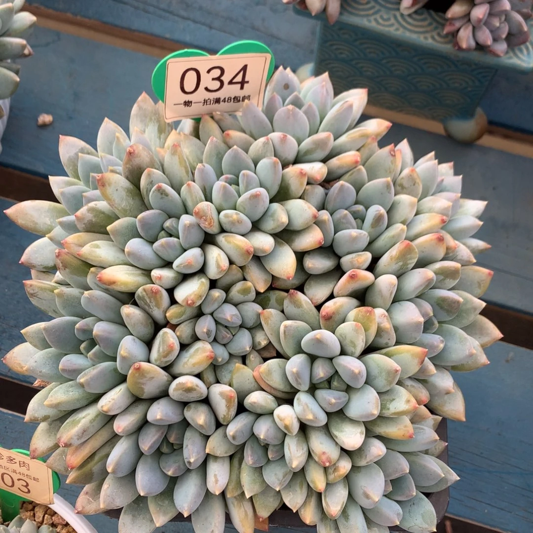 宽叶奶糖无砍平头13头034