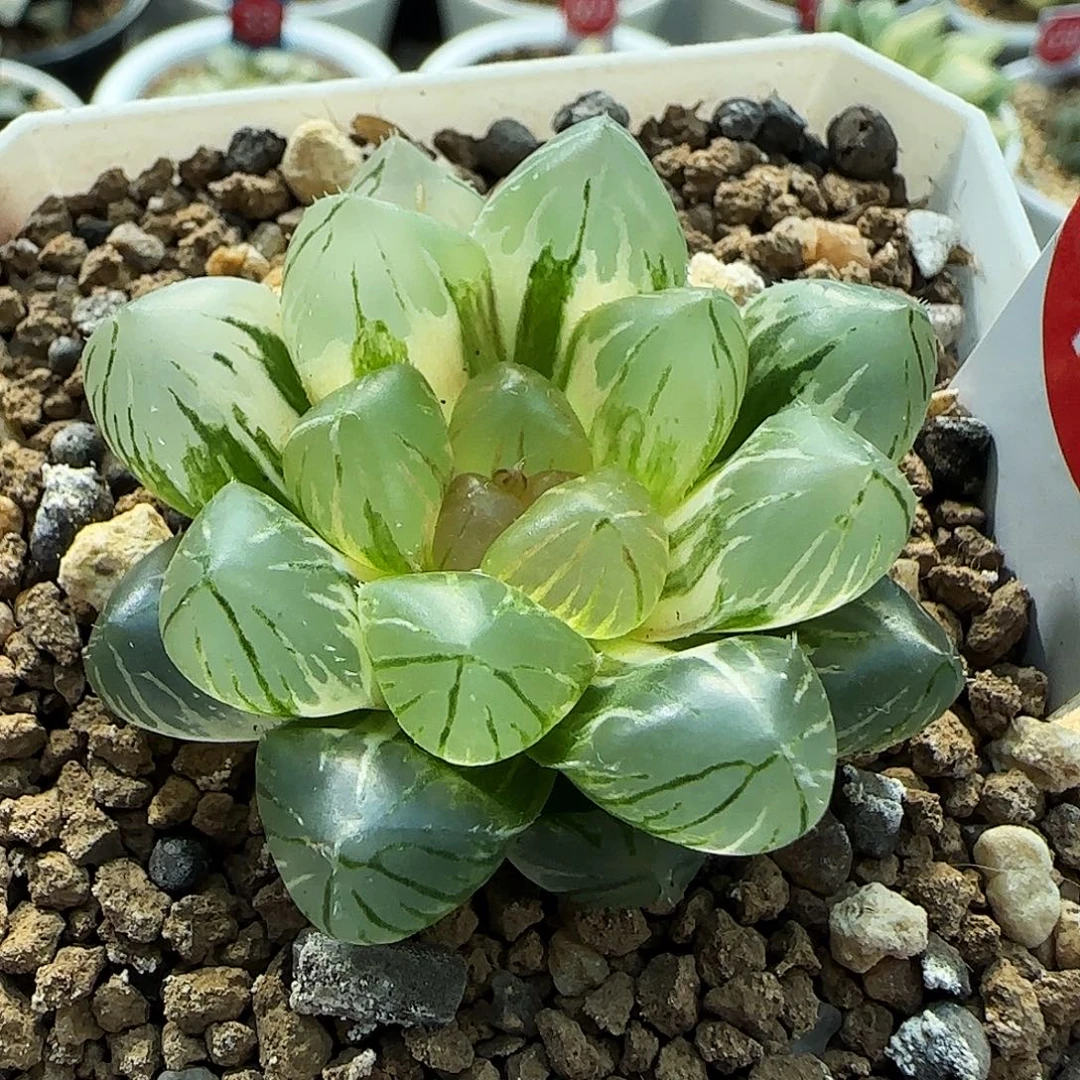 106号OM玉露锦4.6左右一物一拍带盆土