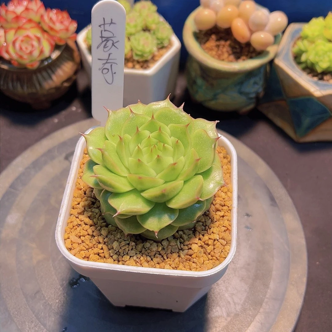 蒙****郎珍妮，多肉植物，