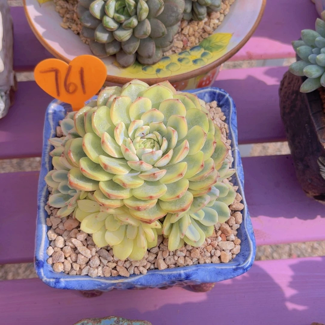 水*儿761号多肉植物一物一拍