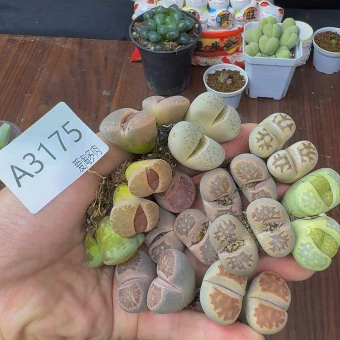 3175--生石花 肉锥 福利