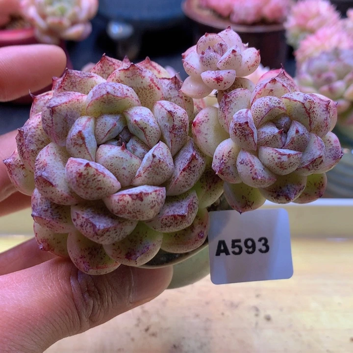 一物一拍满38包邮A593