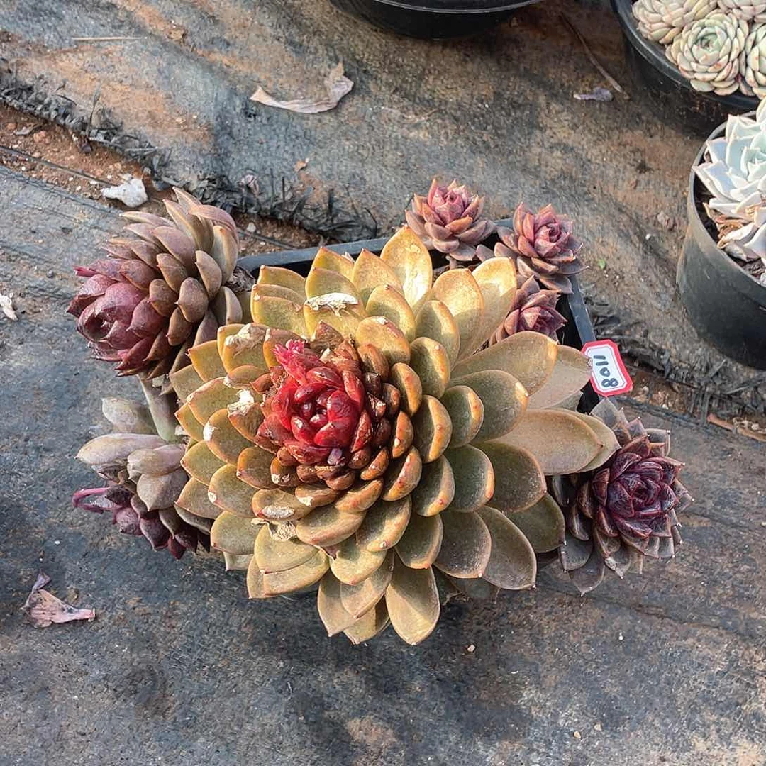 1108巧克力慕斯 一物一拍多肉