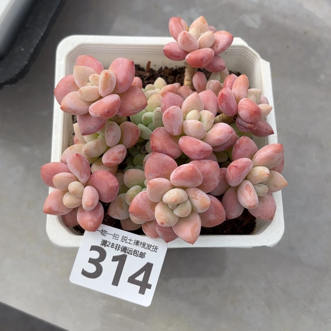 红洛神老桩无盆土发货