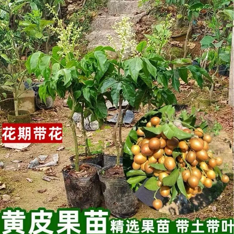 广西嫁接黄皮果树苗无核鸡心黄皮树苗黑黄皮冰糖黄皮果苗盆栽地栽