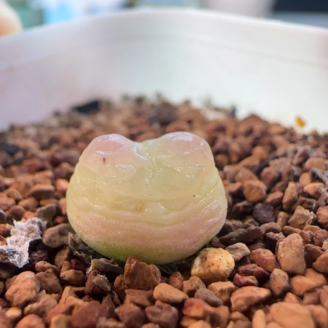 1505/尺寸1.0/紫皮拉登/