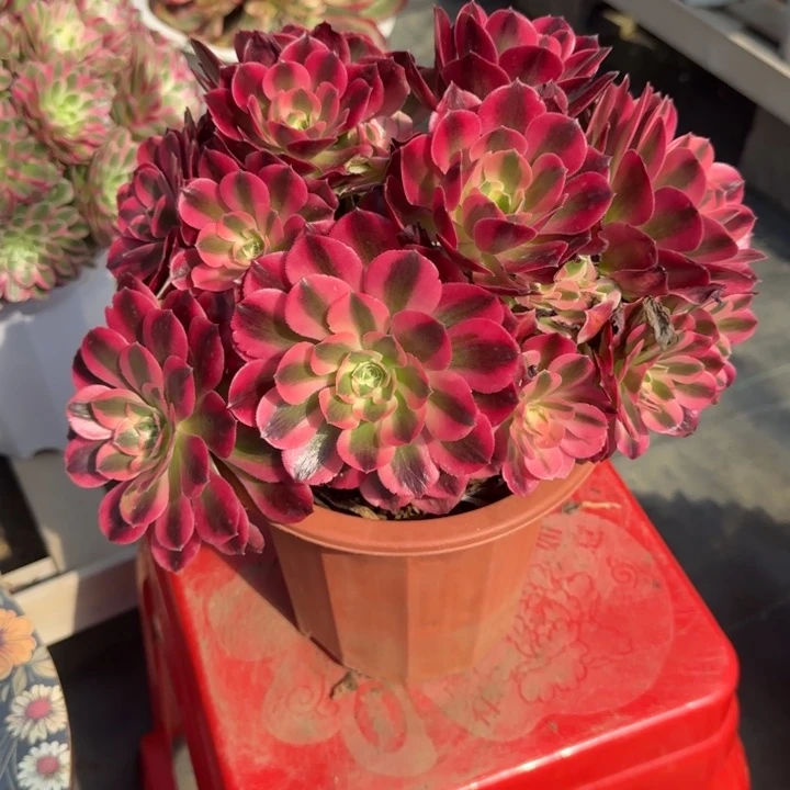 花好月某些0330～81