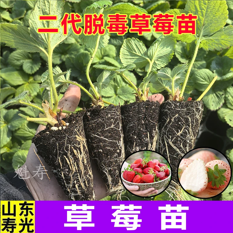 【脱毒草莓新苗】带土四季盆栽室内奶油草莓秧家庭阳台食用结果