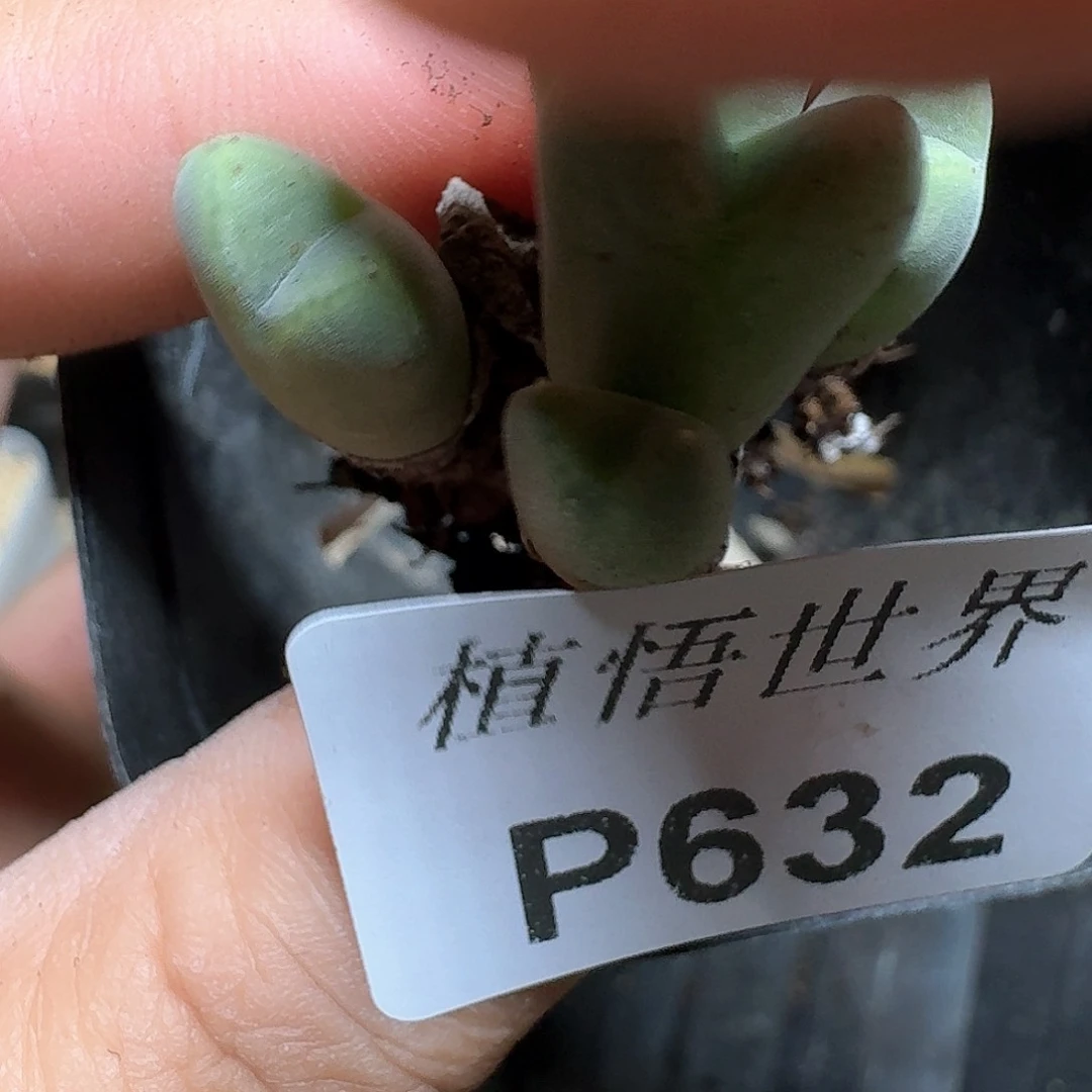 632号多肉植物哇f j