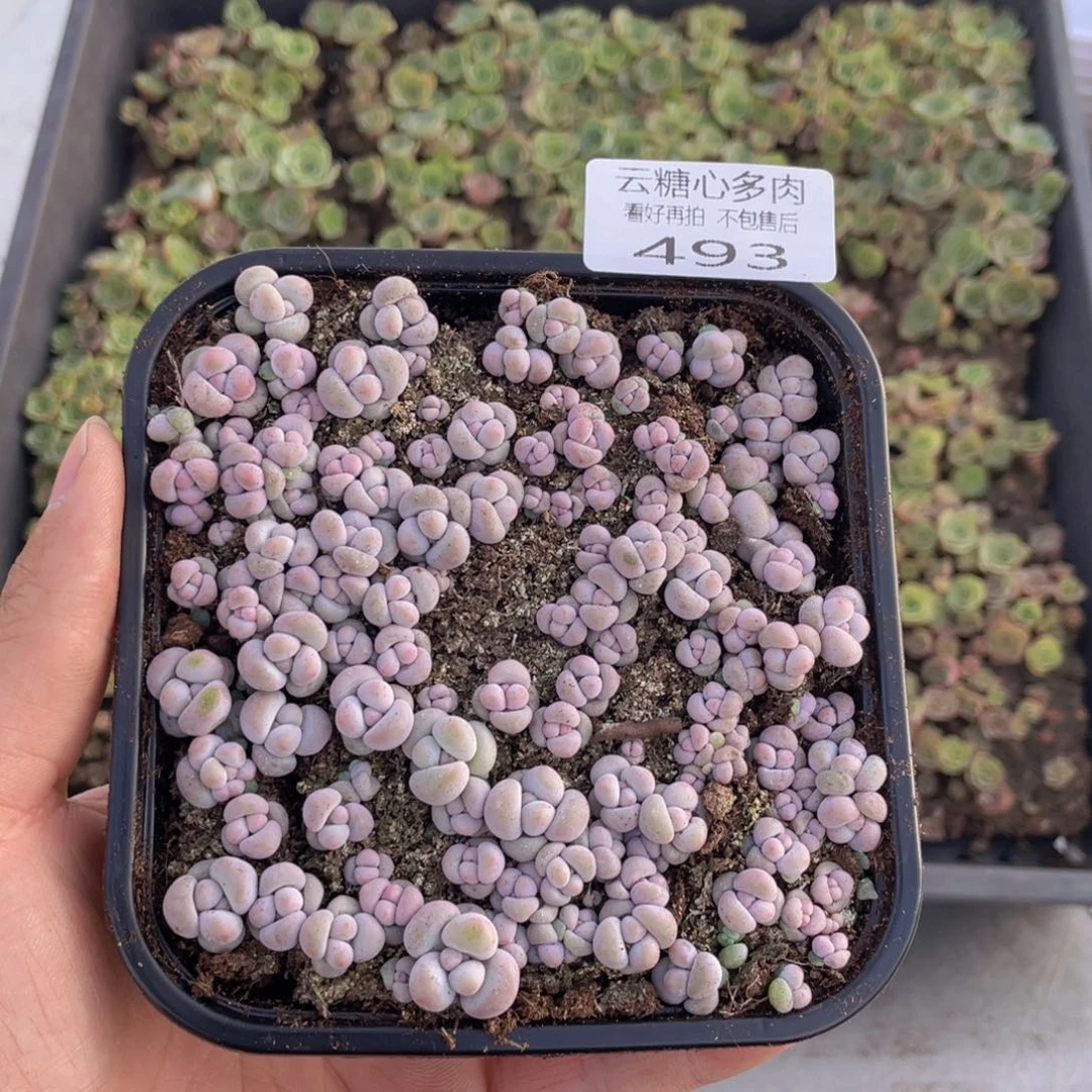 云糖心多肉植物493
