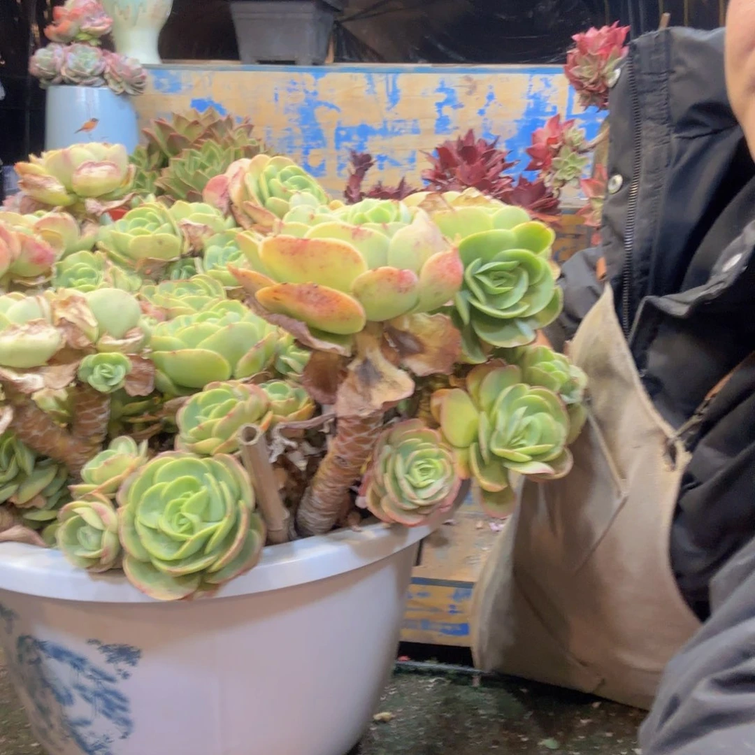 10-10 碧桃物流发货