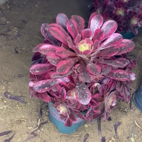 美杜莎多肉植物023