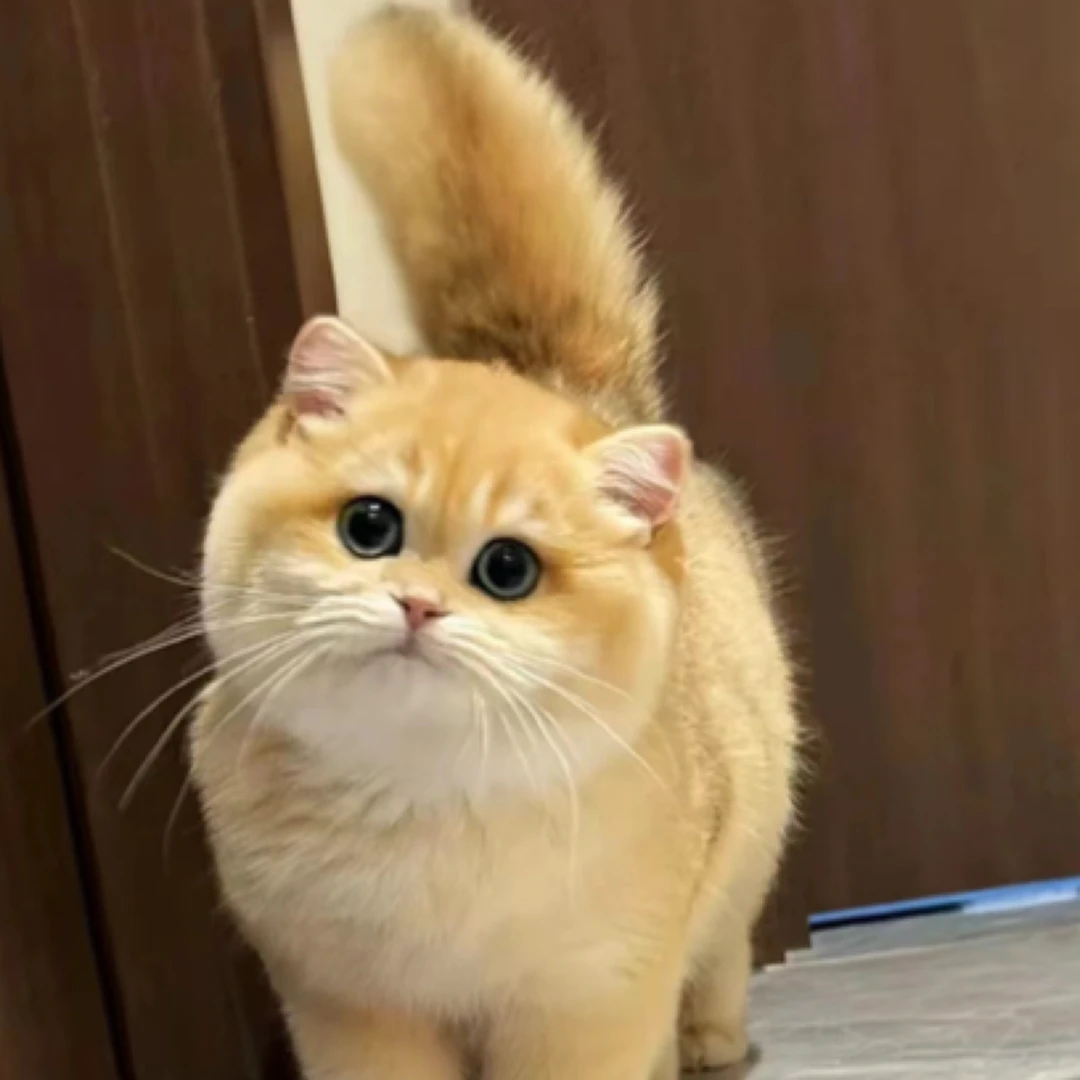 东莞虎门宠物批发有福猫舍