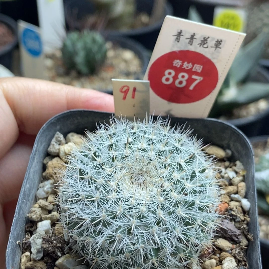 实生银河4cm一棵仙人球