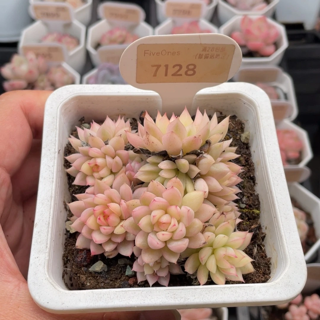 女雏锦7128-9厘米
