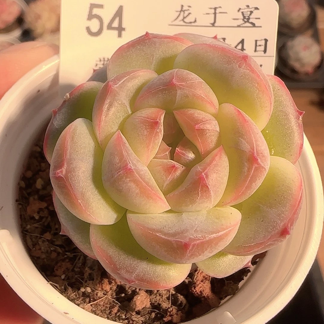 多肉1204-54糖心糖心