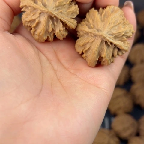 桃核吊坠野生植物