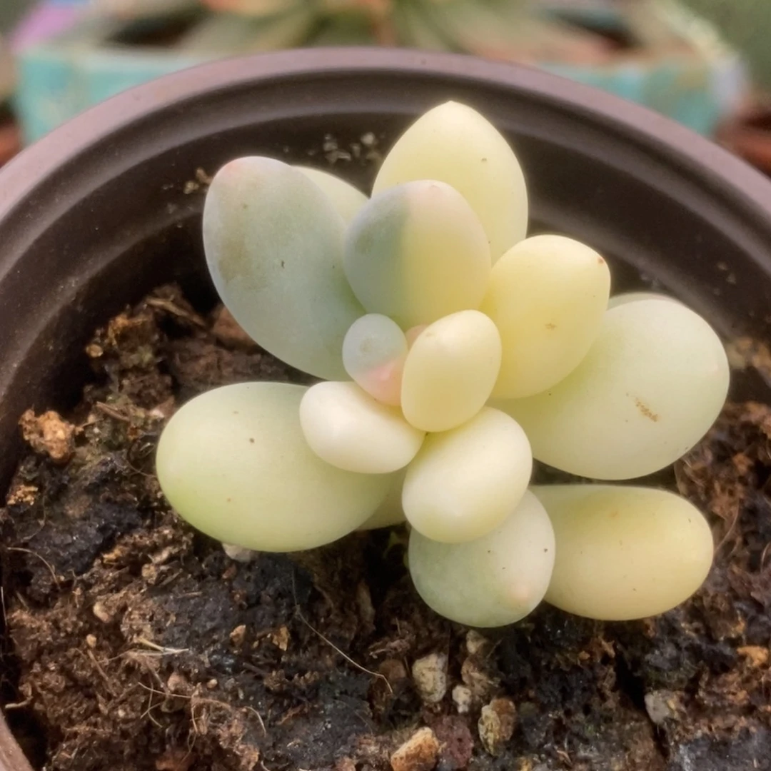 246彩虹杂锦锦锦锦锦锦