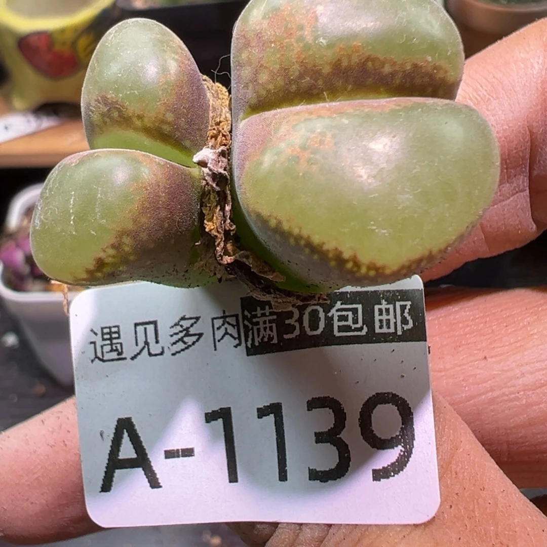 多肉植物111111111111