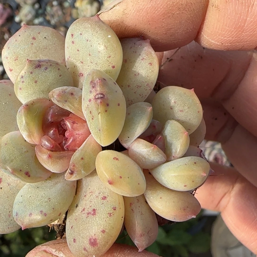 小卡拉米糖心一物一拍