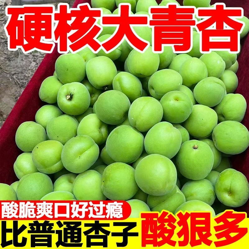 2025年现摘大青杏酸脆爽口孕妇水果（怕酸谨慎下单）