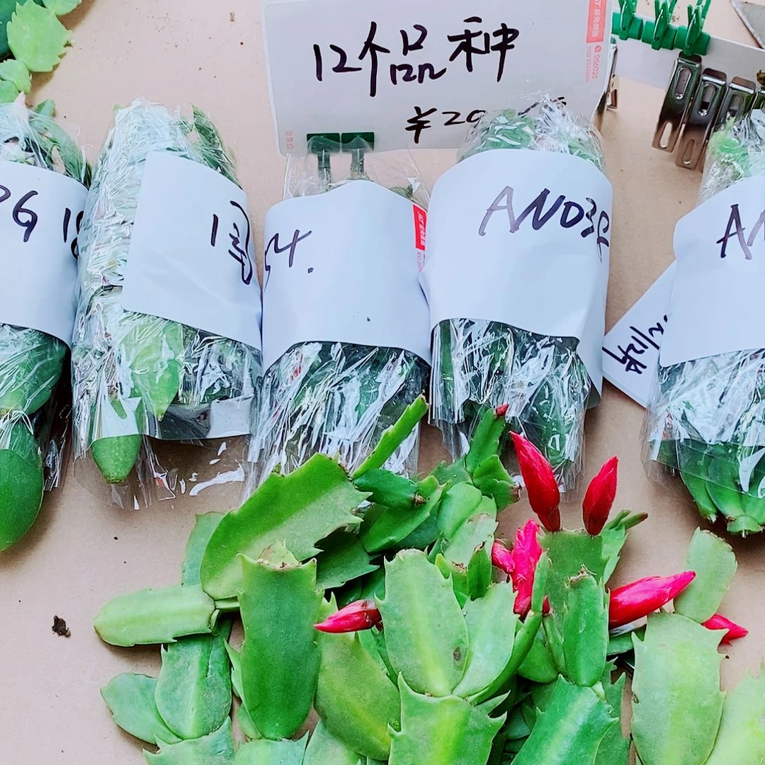 陈***生无花朵4个花色重瓣12片