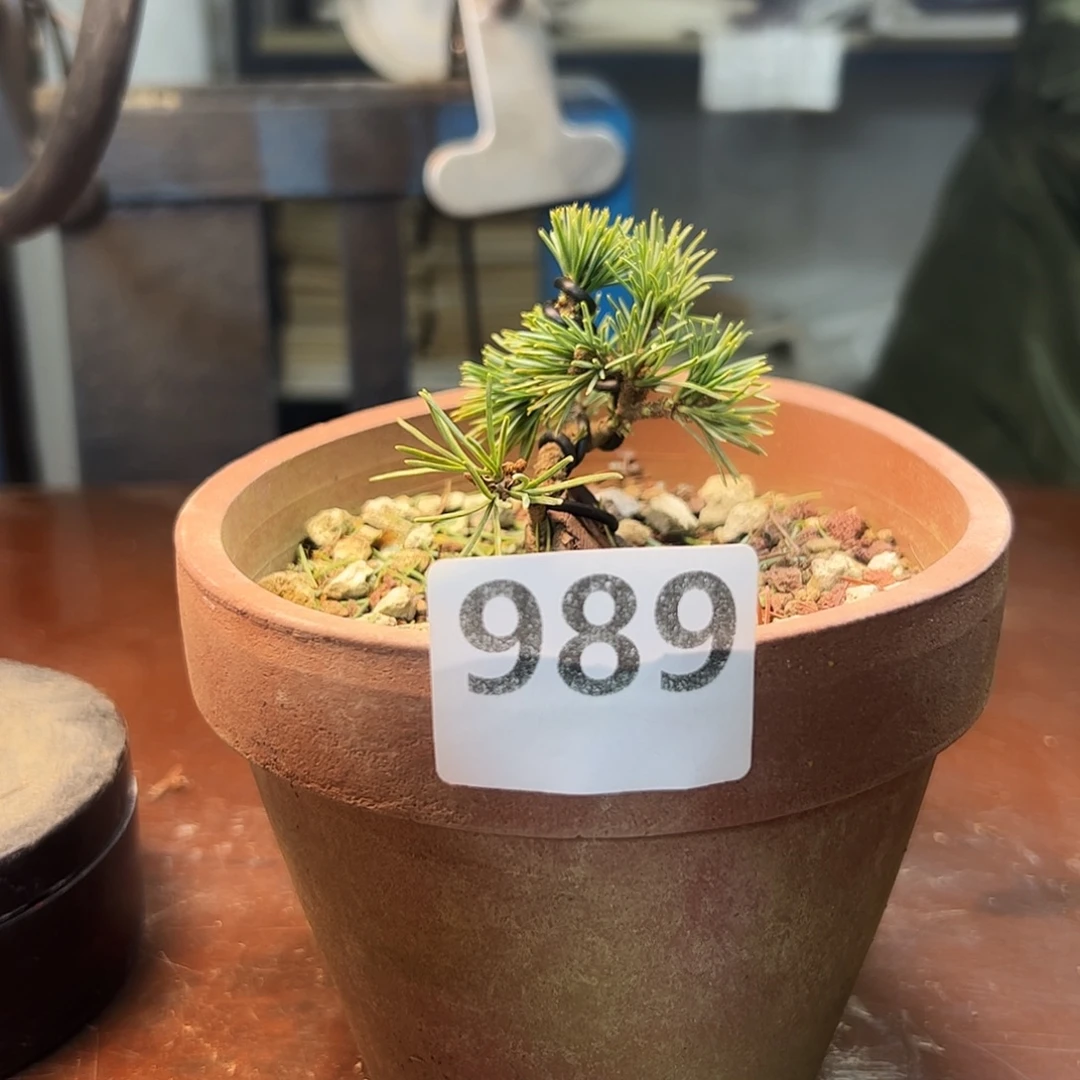 无花朵健健康康快快乐乐