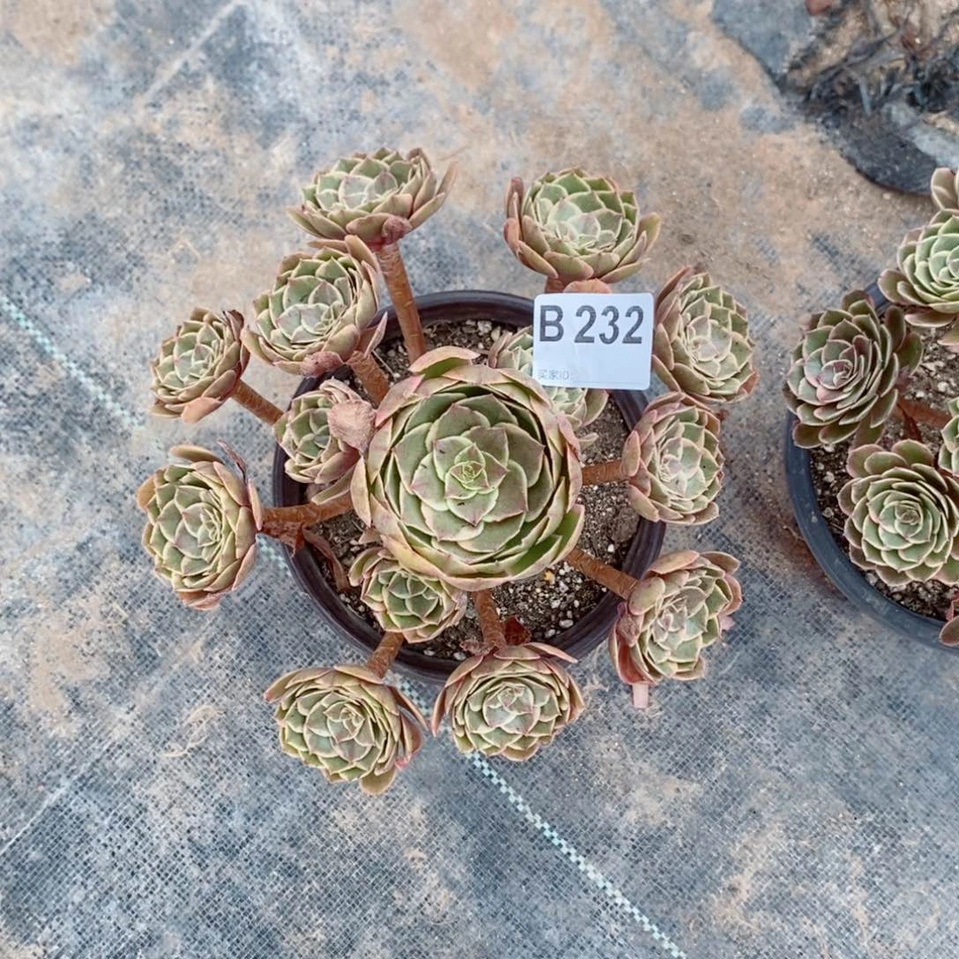 粉花妖232多肉11111