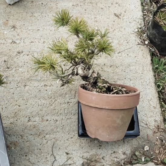 红陶精品矮霸老桩五针