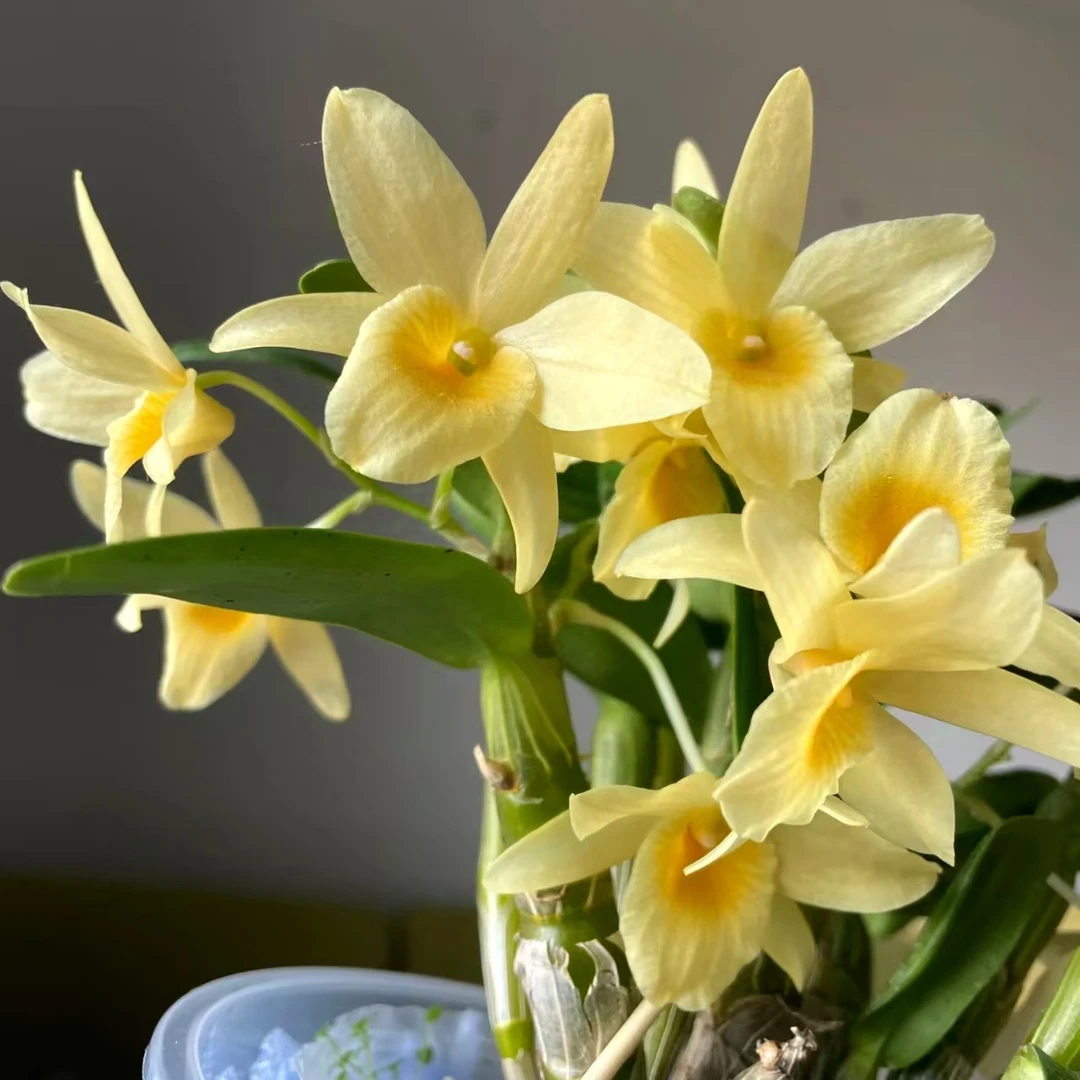 仙帝春石斛 黄白色耐寒好养花期长室内阳台云南鲜花绿植