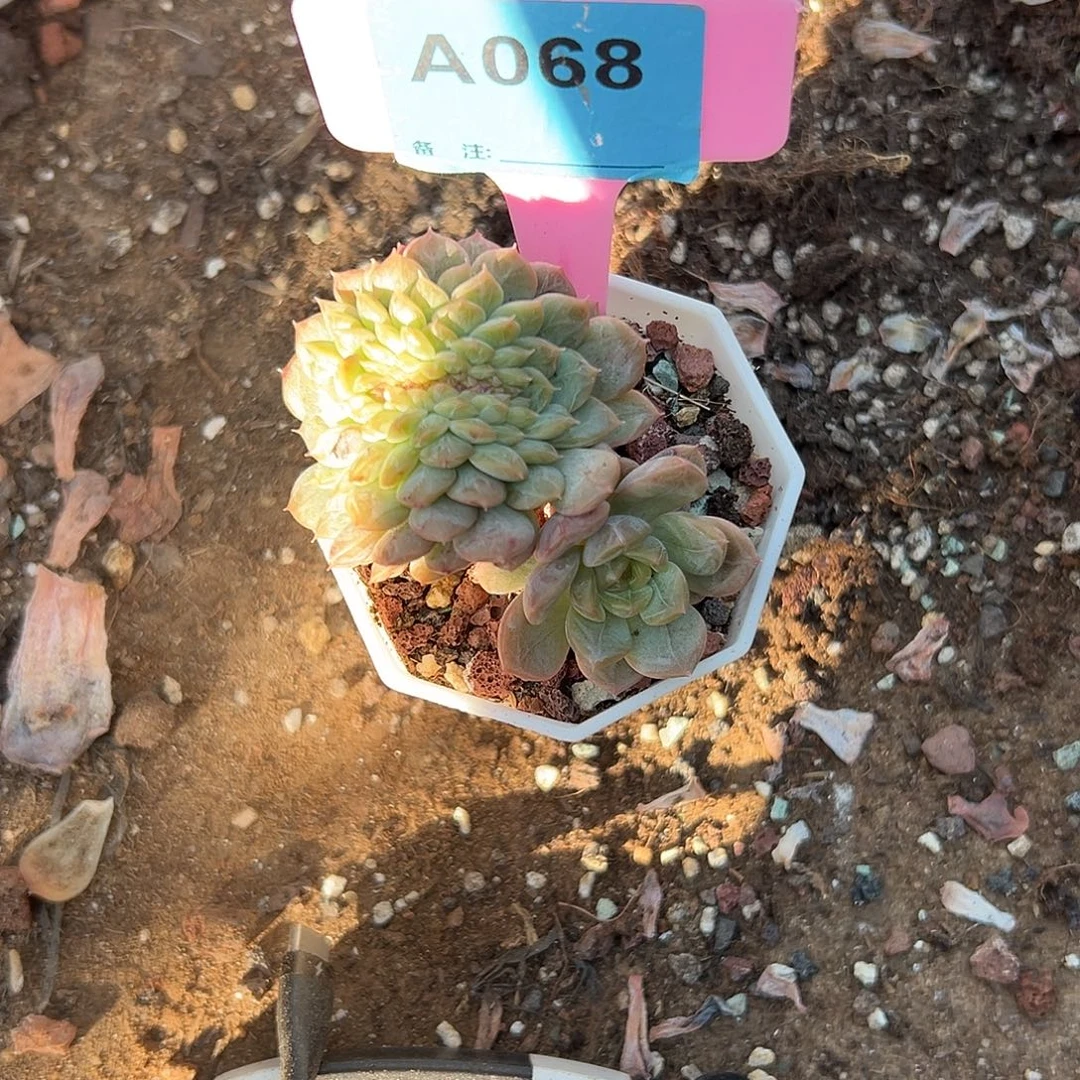 冰***蕾多肉植物一物一拍