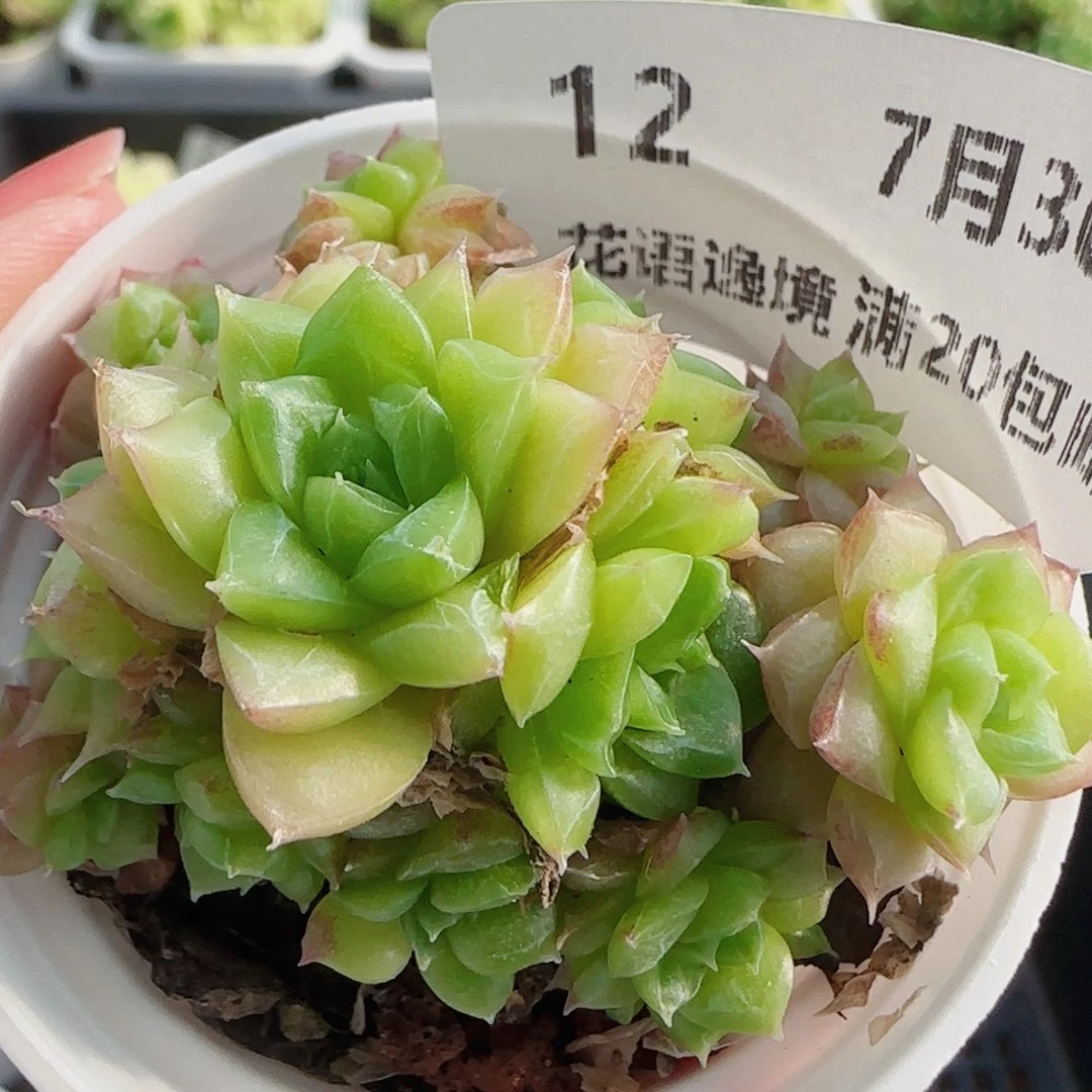 花语逸镜0730-12散