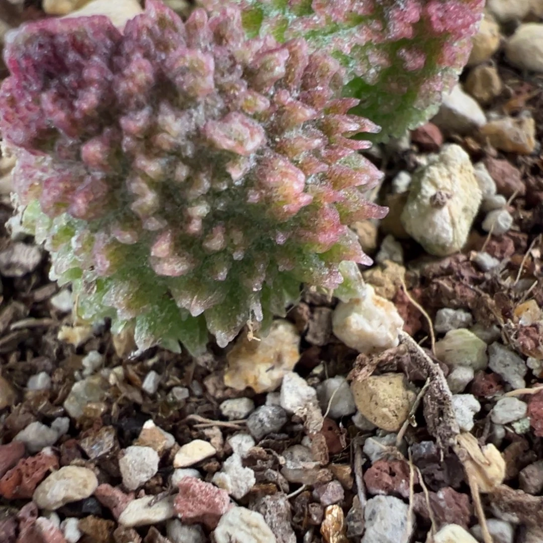 实生新品多肉植物水泡