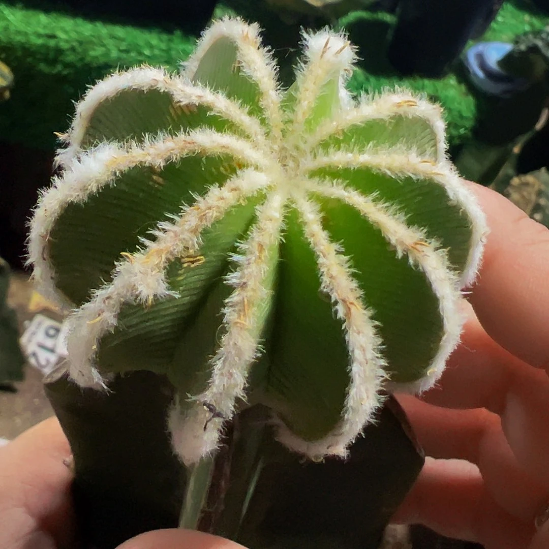 无花朵辛顿花笼微瑕疵366