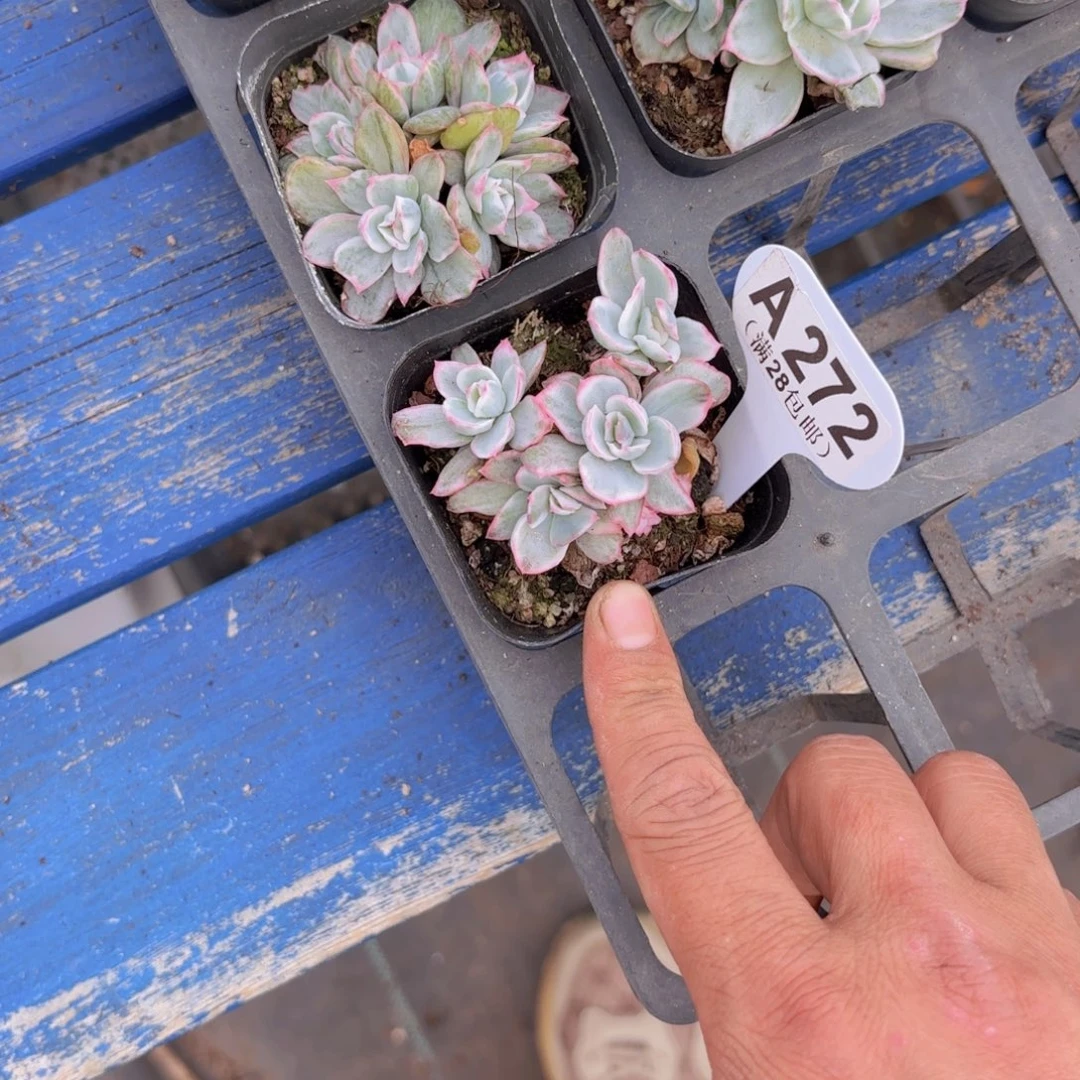 A272伯克利锦一物一拍