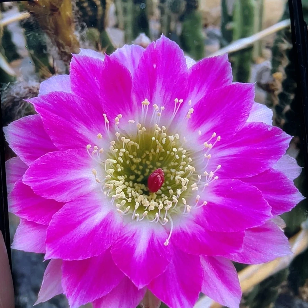 丽花 同心圆侧芽 歪 满20包邮4公分