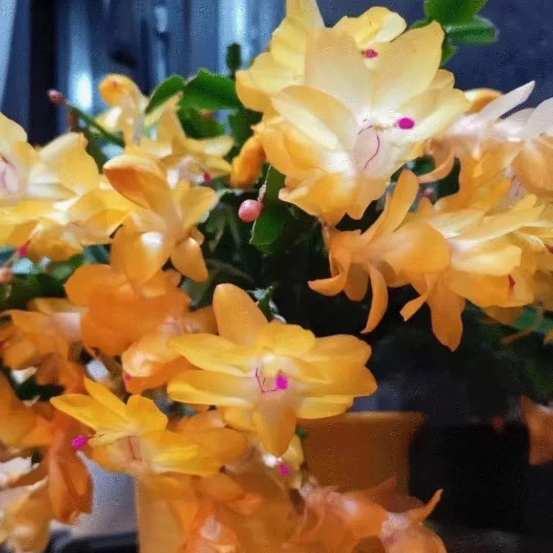 【黄金索菲亚】进口蟹爪兰四季开花阳台多肉绿植花卉盆栽室内带花