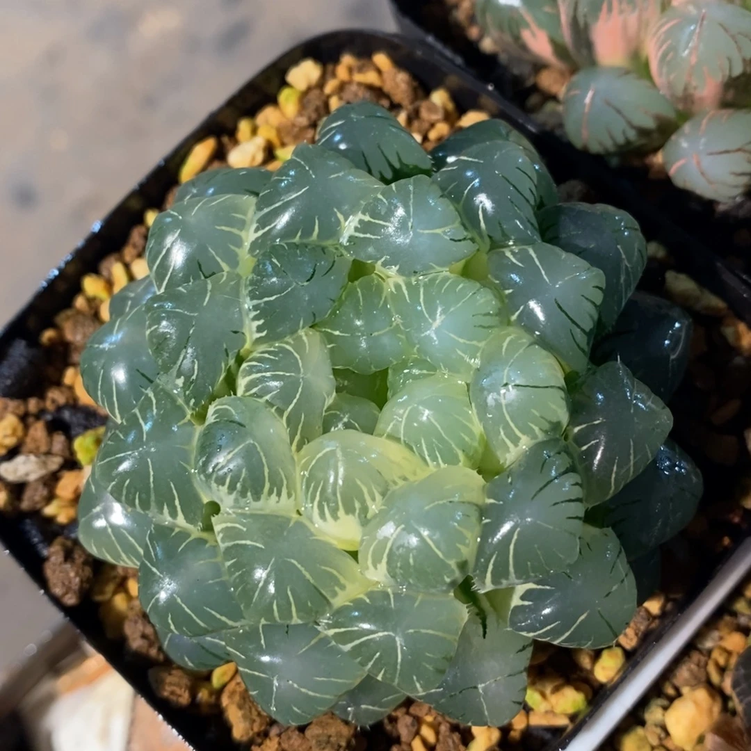 一颗糊斑湖水玉露锦。